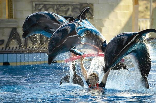 Dolphin and Seal Shows:  Yunuslarla Kar&scedil;ıla&scedil;ma